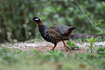 The black francolin (Francolinus francolinus asiae ) is a gamebird in the pheasant family Phasianidae of the order Galliformes. This photo was taken in North India.