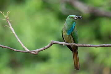 Vibrant green Blue bearded bee eater perched on a dry branch with insect in its beak. The colorful...