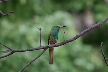 Vibrant green Blue bearded bee eater perched on a dry branch with insect in its beak. The colorful plumage with shades of green, blue and brown stands out against the soft blurred background.