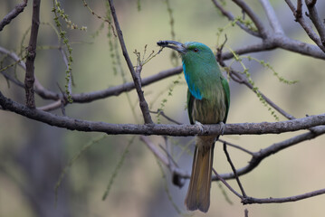 Vibrant green Blue bearded bee eater perched on a dry branch with insect in its beak. The colorful...