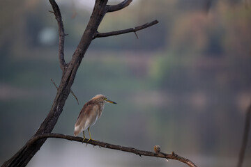 Vibrant Indian pond heron  perched on a dry branch near water against the blurred background.