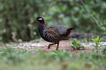 The black francolin (Francolinus francolinus asiae ) is a gamebird in the pheasant family Phasianidae of the order Galliformes. This photo was taken in North India.