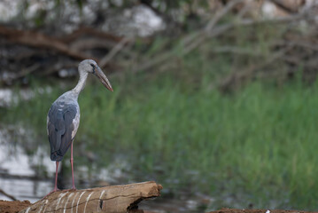Graceful Asian openbill stork  standing on the dry tree of  dense green foliage near a water body against the lush natural background.