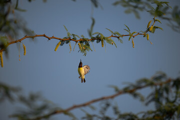 A Small, vibrant purple rumped sunbird in mid flight , against a clear sky while perched on a tree branch. The bird shows vibrant yellow and dark plumage.