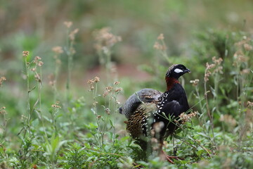 The black francolin (Francolinus francolinus asiae ) is a gamebird in the pheasant family Phasianidae of the order Galliformes. This photo was taken in North India.