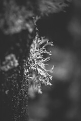 Fresh thallus species of lichen Oakmoss (Evernia prunastri) close up