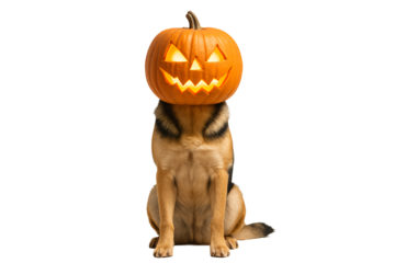 Dog with a jack-o’-lantern as a head on a transparent background. Festive mood. Halloween.