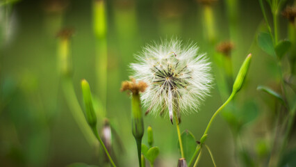 Fototapeta premium Close-up of a fluffy dandelion seed head in a meadow, surrounded by green buds and blurred background, perfect for concepts of nature, growth, fragility, and the beauty of wild plants