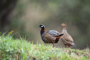 The black francolin (Francolinus francolinus asiae ) is a gamebird in the pheasant family Phasianidae of the order Galliformes. This photo was taken in North India.