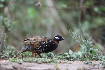 The black francolin (Francolinus francolinus asiae ) is a gamebird in the pheasant family Phasianidae of the order Galliformes. This photo was taken in North India.