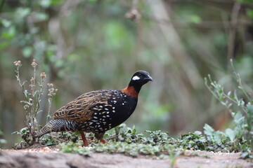 The black francolin (Francolinus francolinus asiae ) is a gamebird in the pheasant family Phasianidae of the order Galliformes. This photo was taken in North India.