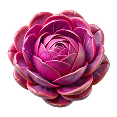 Vibrant magenta succulent bloom isolated on a transparent background pink plant