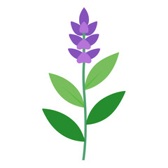 salvia nemorosa vector on white 