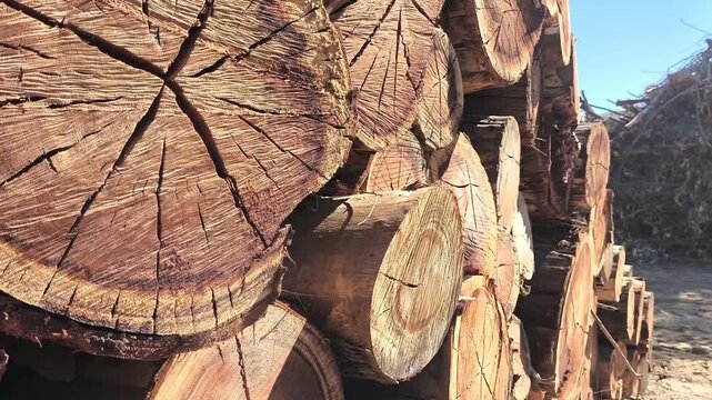 Aros de crecimiento troncos  talados