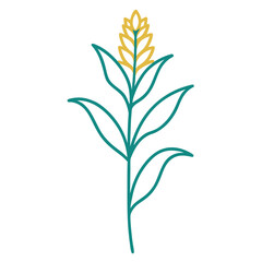 solidago gigantea line art vector on white background