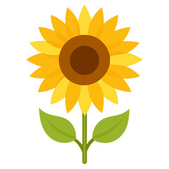 sunflower white  vector illustration isolated