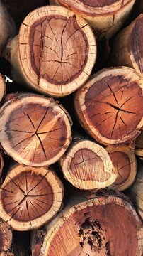 Tronco de madera apilado