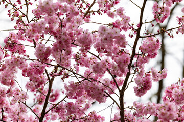 A stunning closeup view of vibrant pink cherry blossoms in full bloom on their delicate and beautiful branches