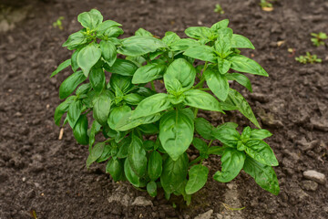 Basil plant in the garden. Fresh herbal basil plant. Green leaves of the basil. Cooking seasoning. Italian cuisine herb.