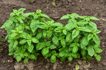 Basil plant in the garden. Fresh herbal basil plant. Green leaves of the basil. Cooking seasoning. Italian cuisine herb.