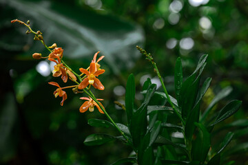 Orchid flowers taken at Singapore botanical garden