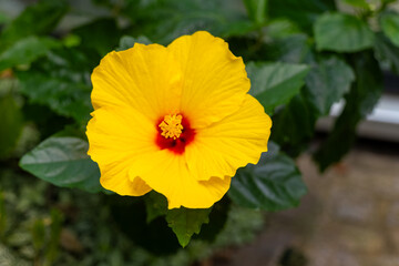 Bright yellow hibiscus bloom captures the essence of summer's warmth in a tranquil garden sanctuary