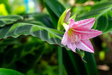 Delicate pink flower blooms gracefully among vibrant green leaves in a lush garden setting under bright sunlight