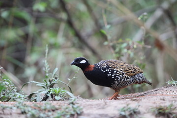 The black francolin (Francolinus francolinus asiae ) is a gamebird in the pheasant family Phasianidae of the order Galliformes. This photo was taken in North India.
