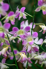 White and pink Dendrobium Australian Artist orchid in flower