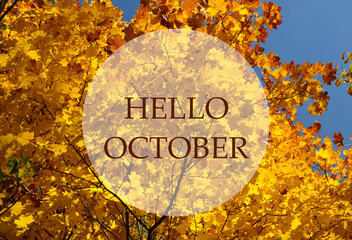 Hello October greeting on a golden yellow autumn maple tree leaves and blue sky background. Fall...