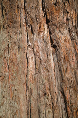 Texture tree trunk bark close-up