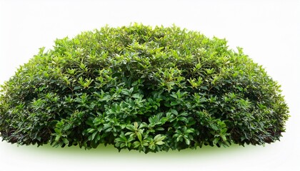 Naklejka premium Green Bush With Small Leaves Isolated On Transparent Background