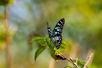 The image shows a Blue Tiger butterfly (Tirumala limniace) resting on a vibrant green leaf, showcasing its striking black wings with delicate blue and white markings.