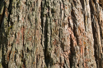 Tree trunk bark close-up texture