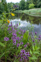wild purple flowers