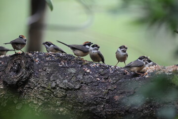 Black-throated bushtit (Aegithalos concinnus iredalei), also known as the black-throated tit, is a very small passerine bird in the family Aegithalidae. This photo was taken in Northwest India. © feathercollector