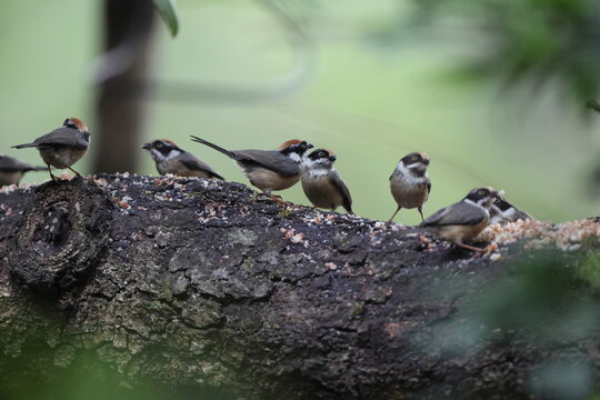 Black-throated bushtit (Aegithalos concinnus iredalei), also known as the black-throated tit, is a very small passerine bird in the family Aegithalidae. This photo was taken in Northwest India.