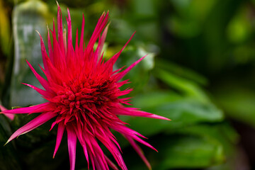 Bromeliad red tropical plant colorful flower blooming in spring season at Bromeliad market