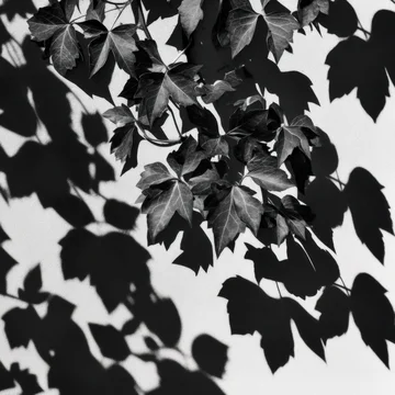 High Contrast Gobo Pattern of Climbing Ivy Silhouette
