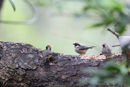 Black-throated bushtit (Aegithalos concinnus iredalei), also known as the black-throated tit, is a very small passerine bird in the family Aegithalidae. This photo was taken in Northwest India.