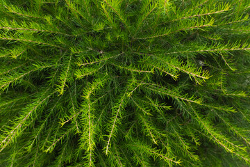 Close-up of a Grevillea shrub (Grevillea Juniperina) showcasing vivid green foliage, a hardy Australian native ideal for Mediterranean gardens and tropical landscapes