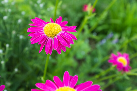 Purple Coneflower (Echinacea purpurea) in Bloom – Close-Up of Vibrant Pink Petals and Needle Orange Center in a Natural Garden Setting. High quality photography