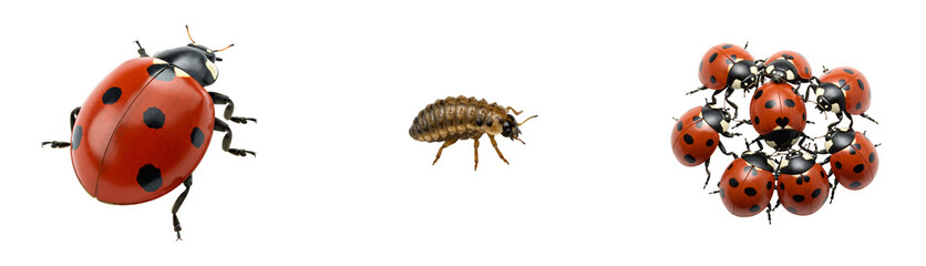 Diverse ladybug stages shown together, adult, larva, and cluster, perfect for nature and biology concepts