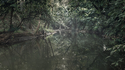Obraz premium Dark and creepy river reflection with a horror forest. The scene is scary and mysterious. Mockup. Copy Space. Wallpaper or Halloween background
