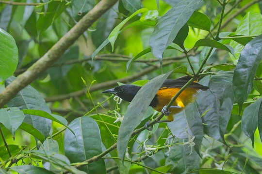 Montserrat Oriole (Icterus oberi) a rare endemic of the island of Monserrat, West Indies.