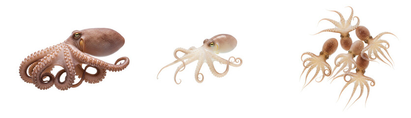 Captivating Collection Fresh Octopuses Showcasing