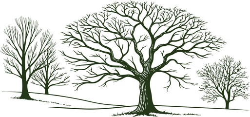 Obraz premium Leafless tree illustration in vintage engraving style. Bare branches and natural landscape design for forest, park, seasonal, and ecological concepts. Ideal for logos, prints, and backgrounds.