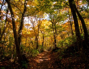 Autumnal forest path