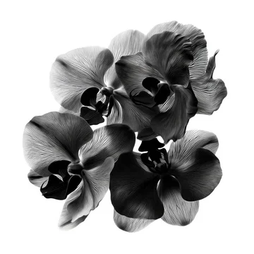 Abstract Orchid Bloom Shadows Creating Graphic Texture