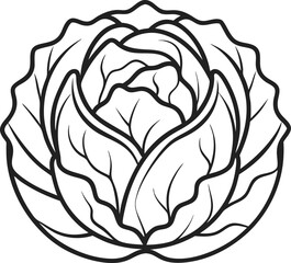 Cabbage outline icon vector on white background 
